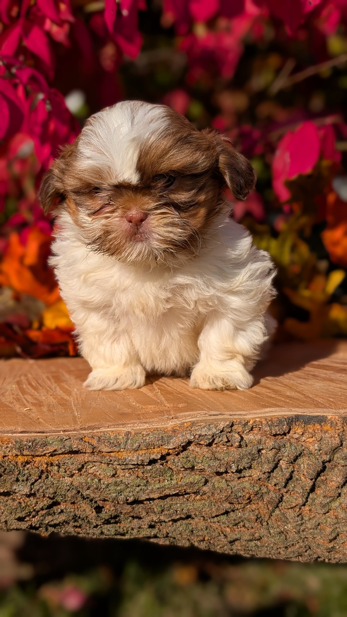 SHIH TZU (09/03) FEMALE