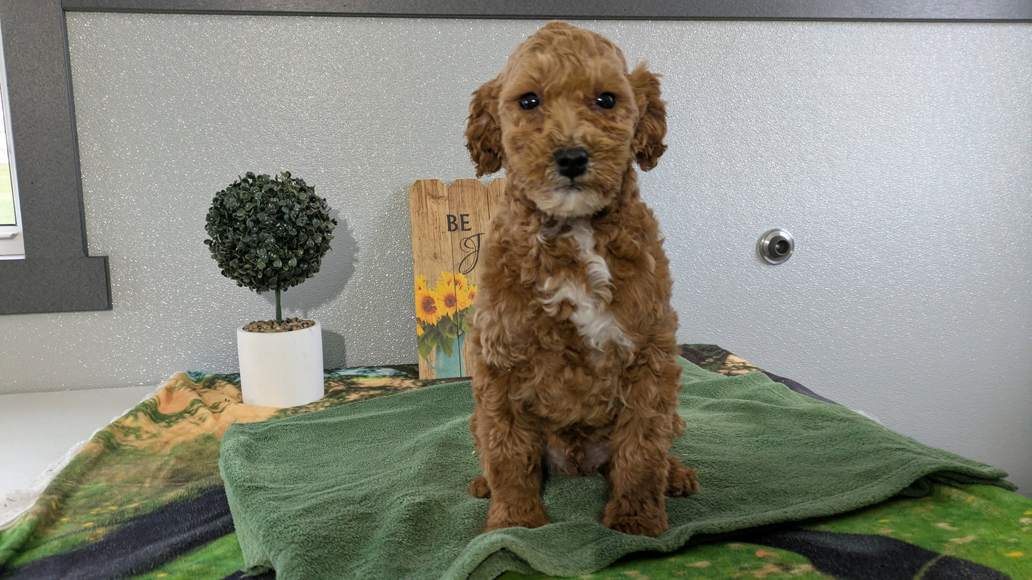 MINI GOLDENDOODLE (12/09) MALE