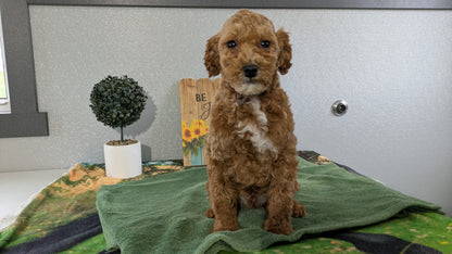 MINI GOLDENDOODLE (12/09) MALE