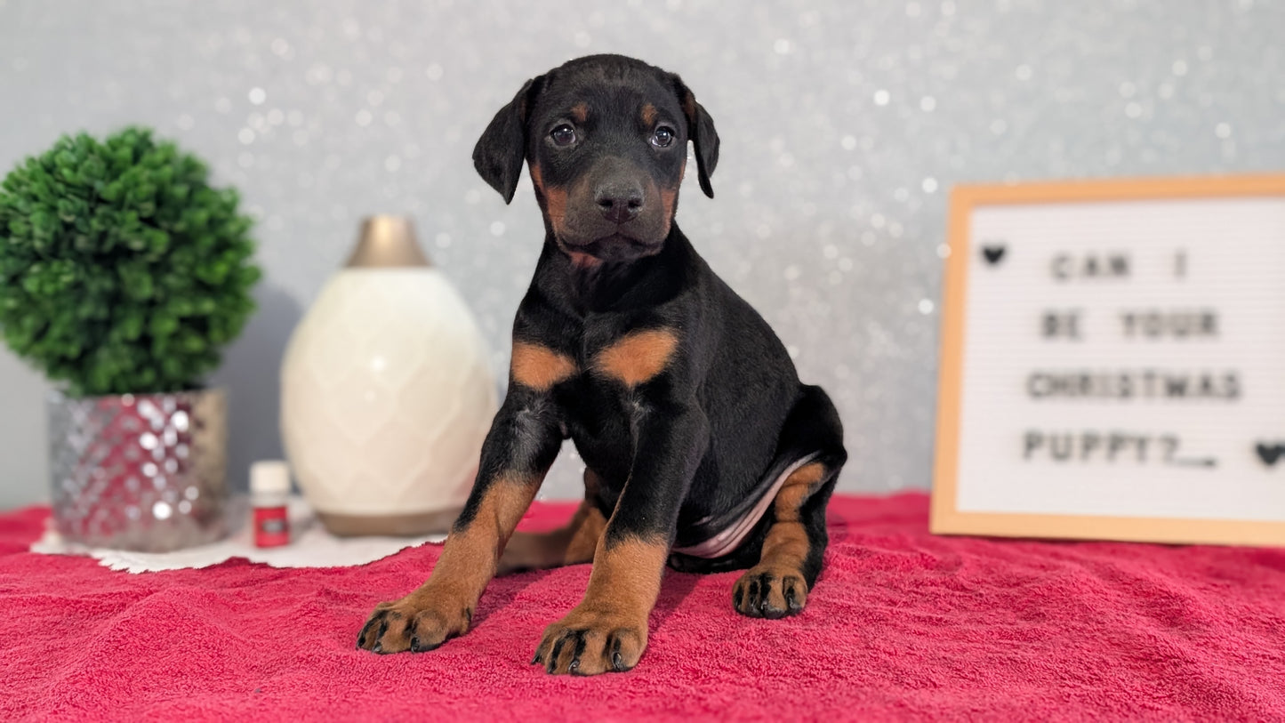 DOBERMAN PINSCHER (OCT 17) FEMALES