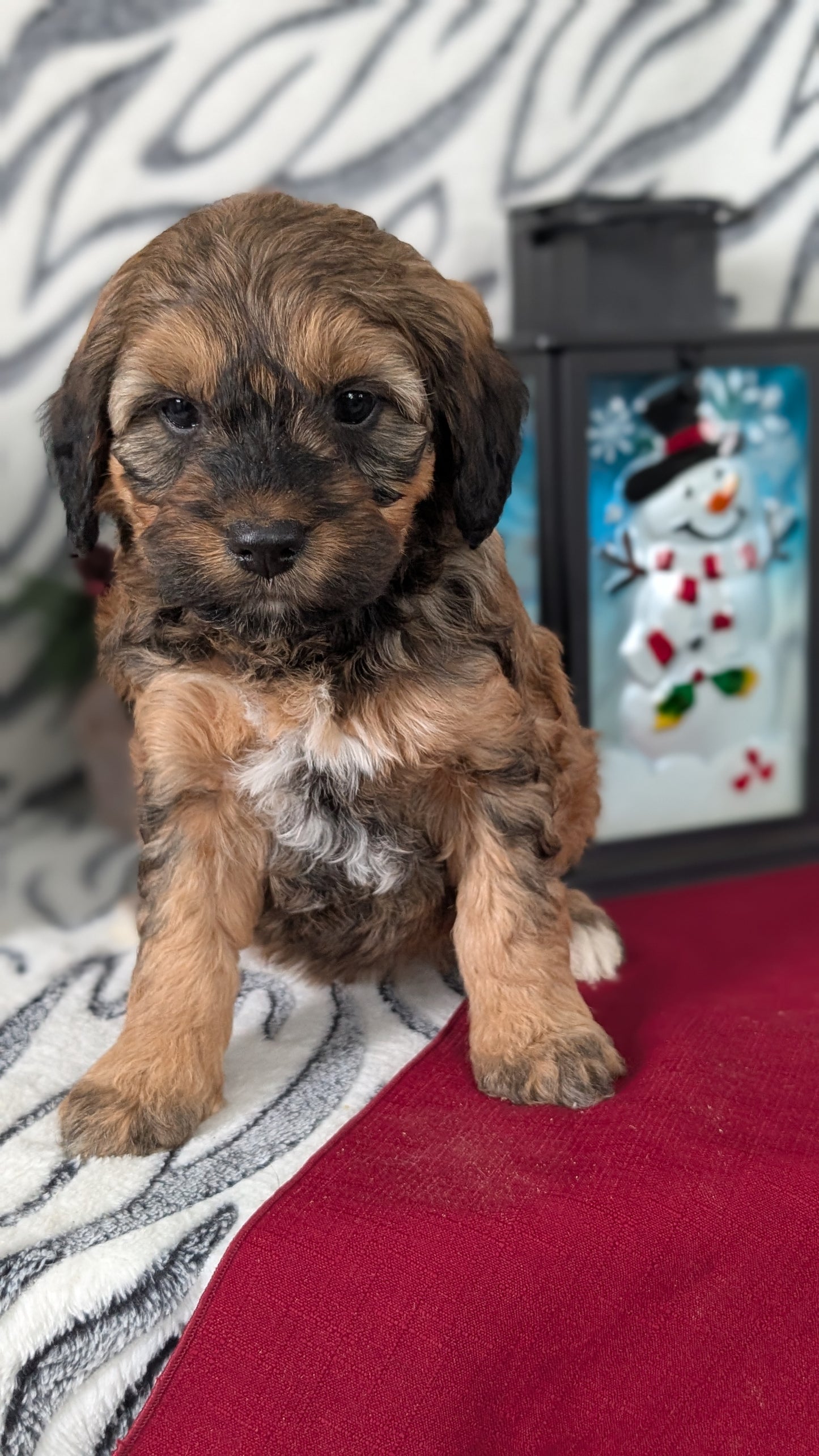 MINI LABRADOODLE (OCT 20) FEMALES