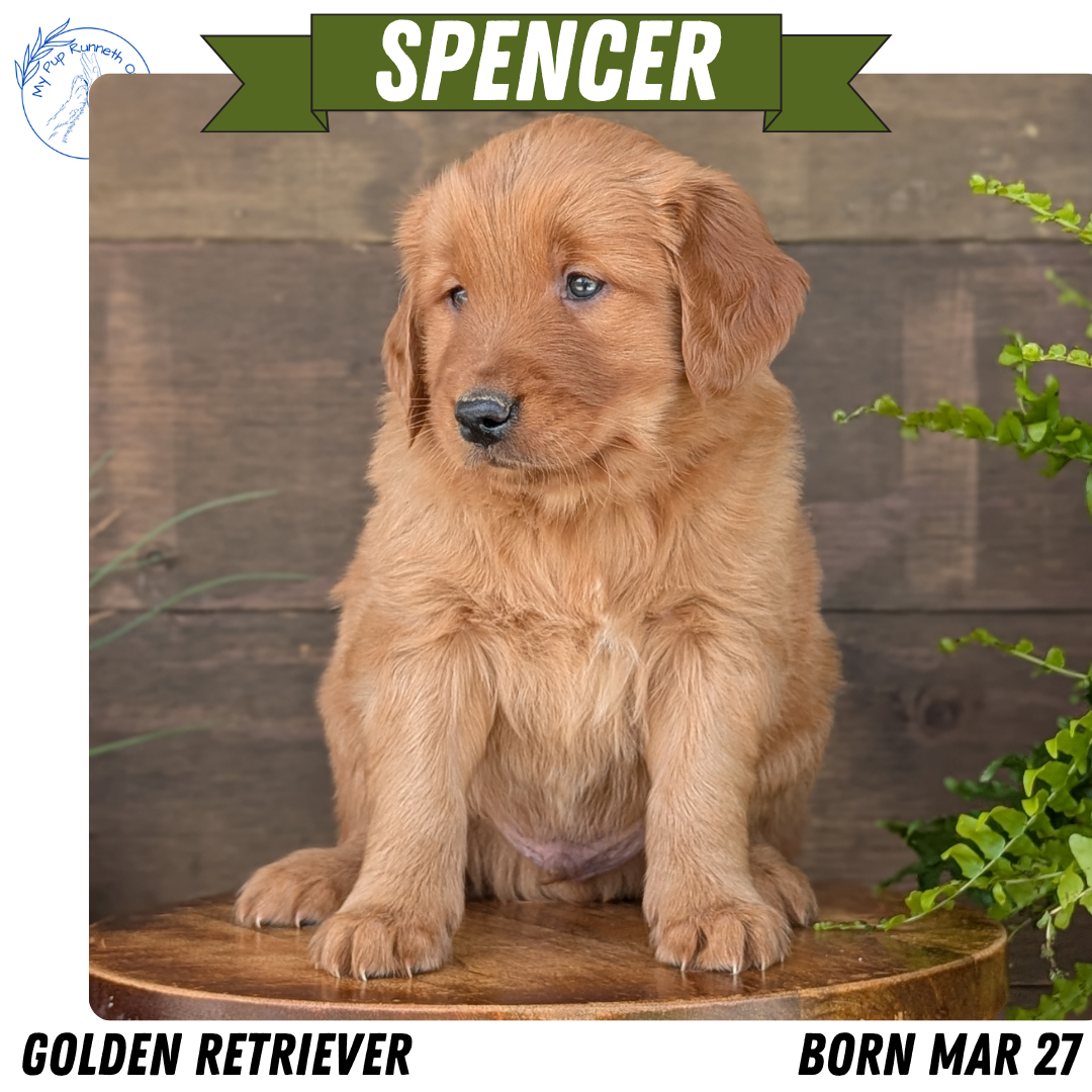 GOLDEN RETRIEVER (MAR 27) MALES