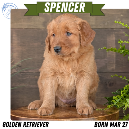 GOLDEN RETRIEVER (MAR 27) MALES