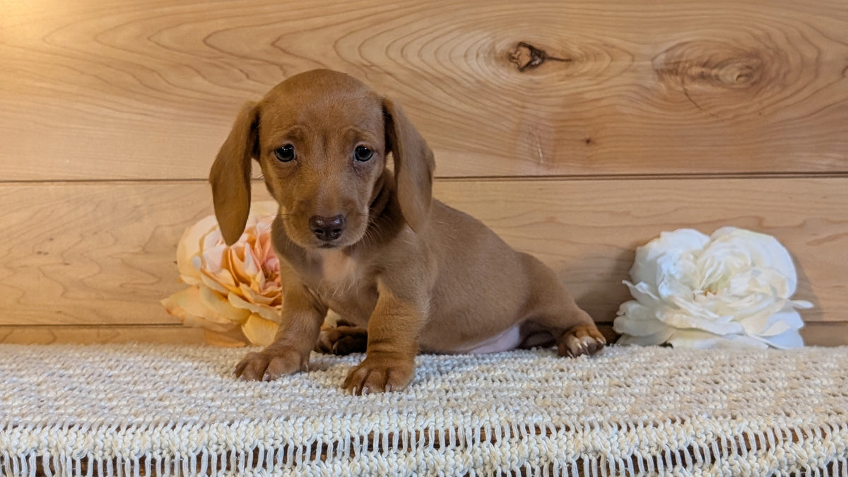 MINI DACHSHUND (JUL 30) 4 MALES/1 FEMALE