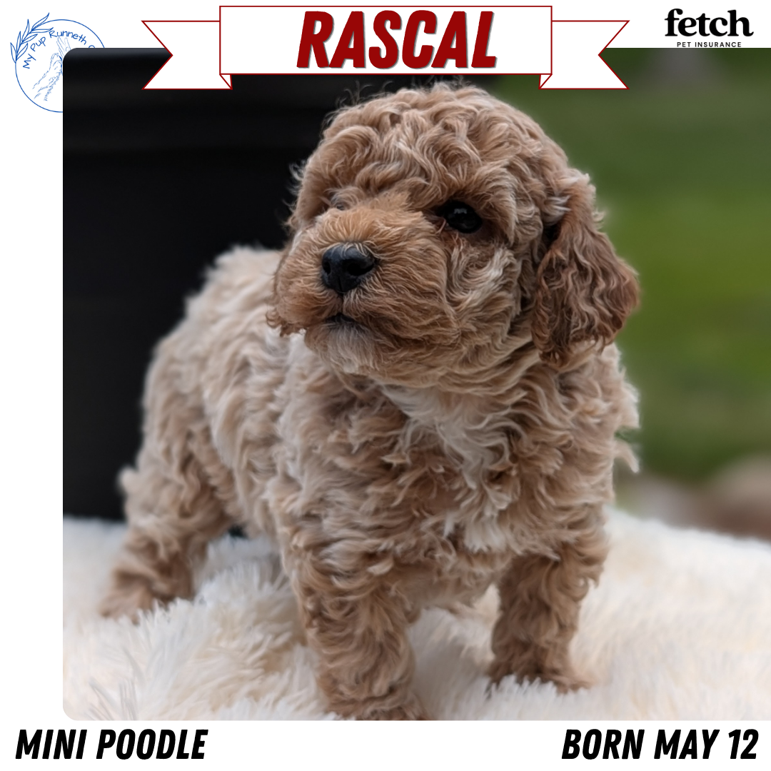 MINI POODLE (MAY 12) MALES