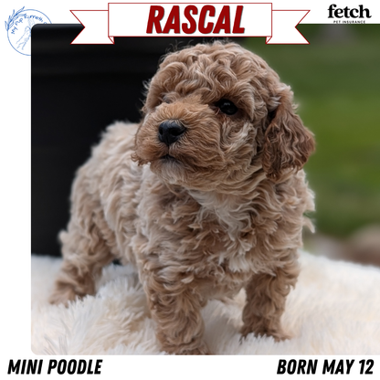 MINI POODLE (MAY 12) MALES