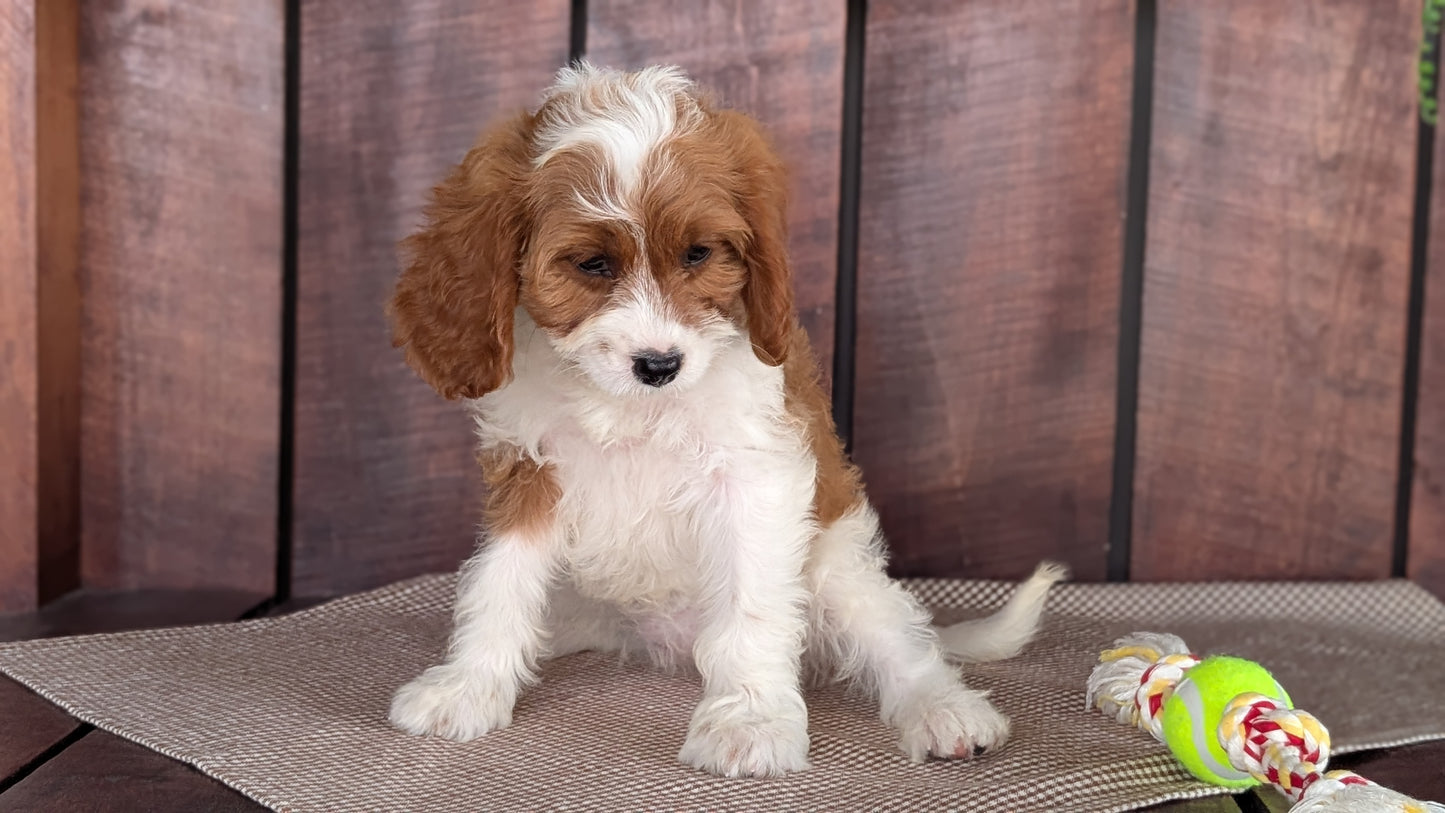CAVAPOO (MAY 18) FEMALES