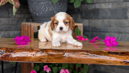 CAVALIER (JUL 18) 3 FEMALES/2 MALES