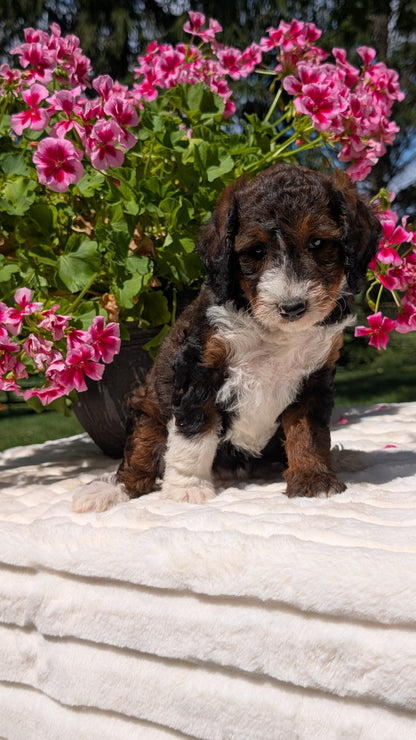 MINI BERNEDOODLE (06/11) FEMALE