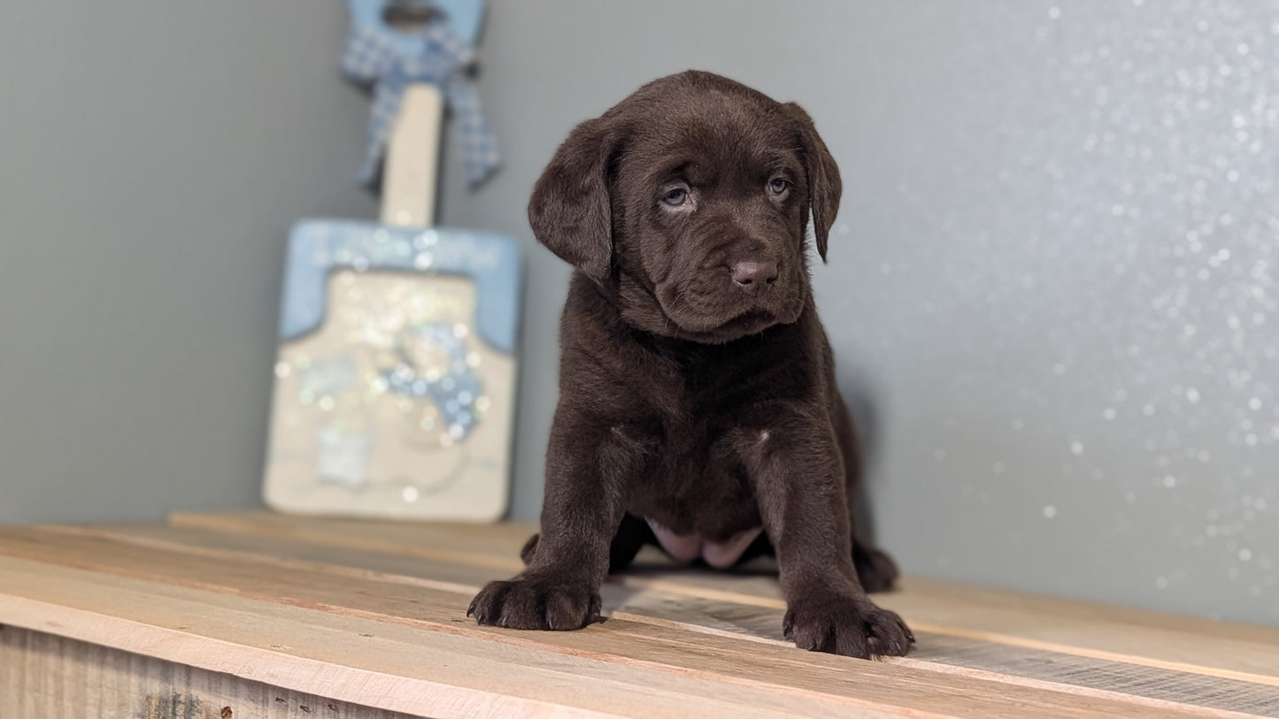 LABRADOR RETRIEVER (JAN 18) FEMALES