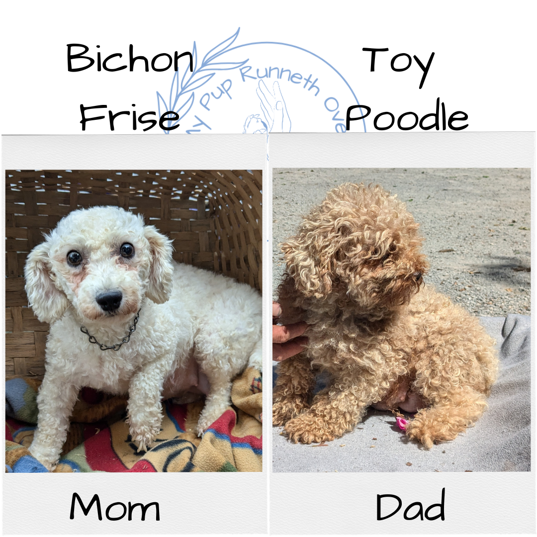 POOCHON (09/30) FEMALE – My Pup Runneth Over - Main Image