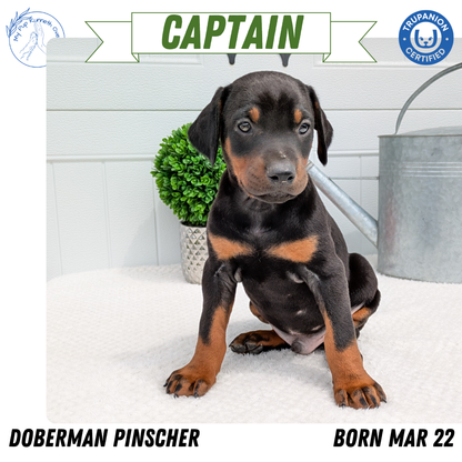 DOBERMAN PINSCHER (03/22) MALE