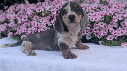 MINI DACHSHUND (JUN 04) FEMALES