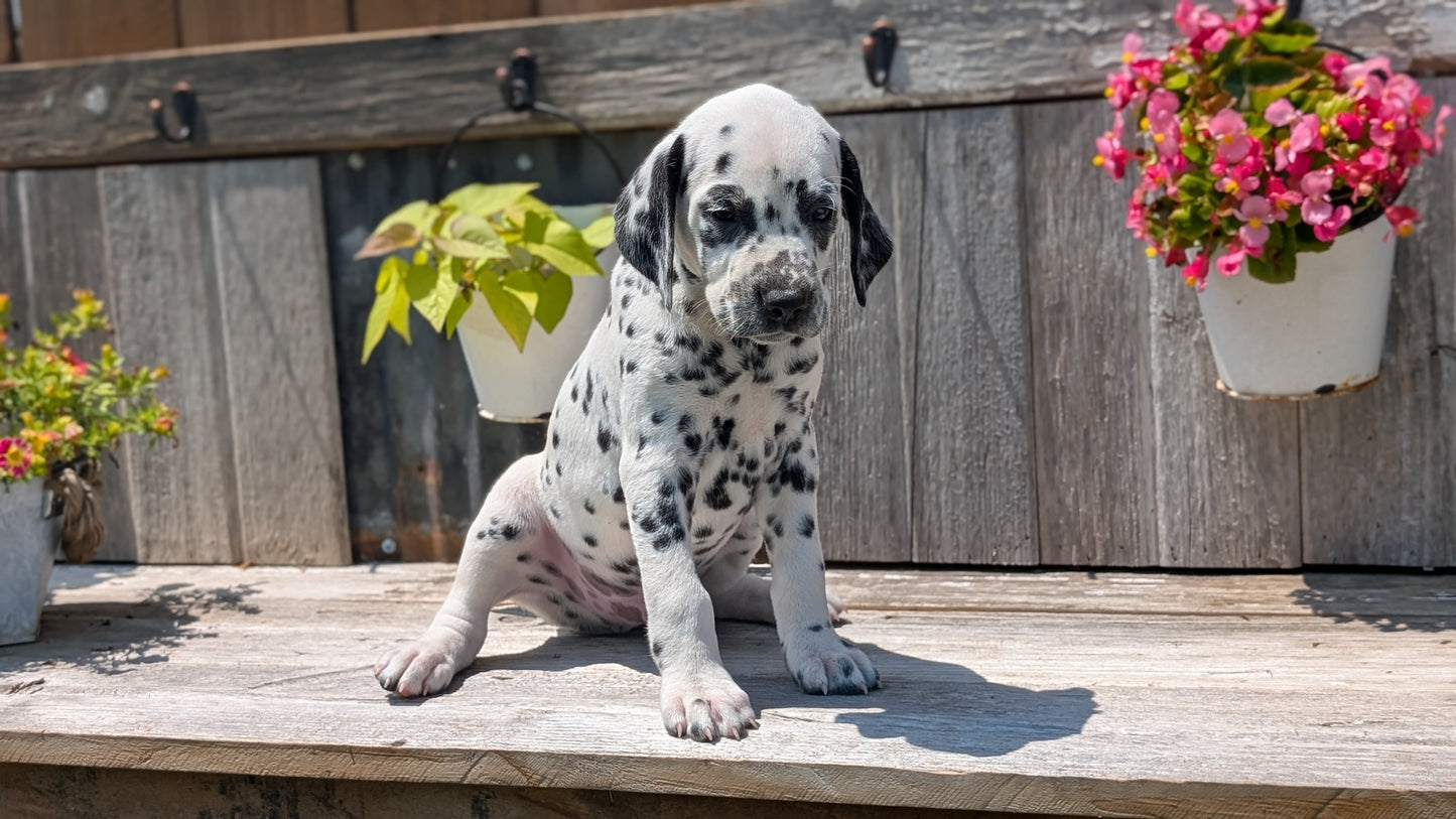 DALMATIAN (06/09) MALE