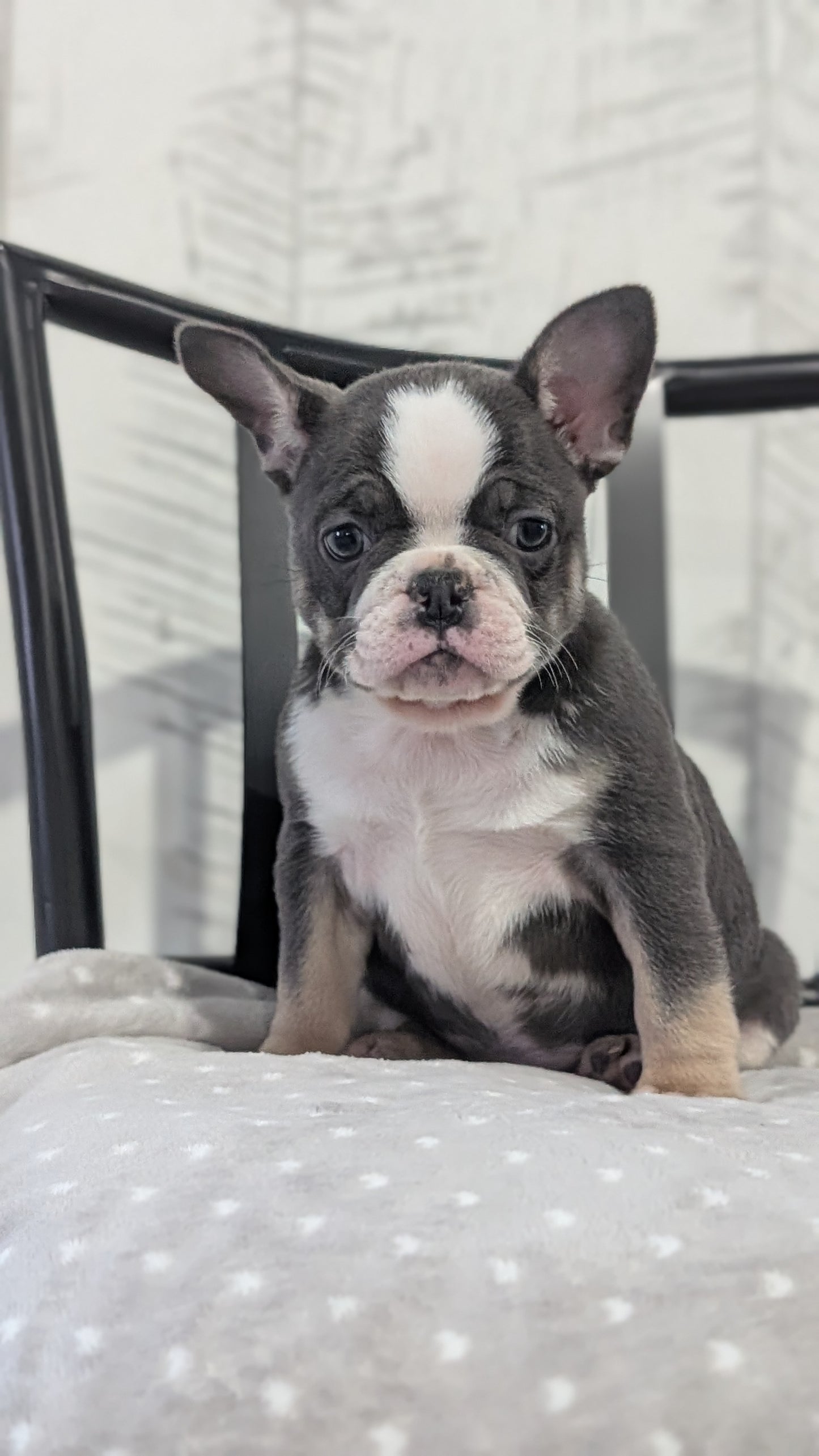 FRENCH BULLDOG (NOV 18) FEMALE