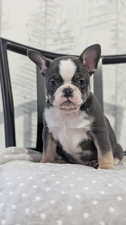 FRENCH BULLDOG (NOV 18) FEMALE