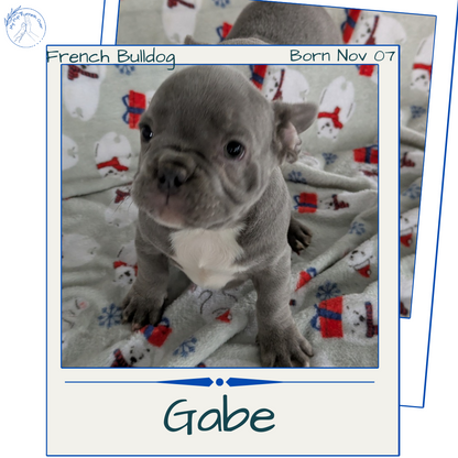 FRENCH BULLDOG (11/07) MALE