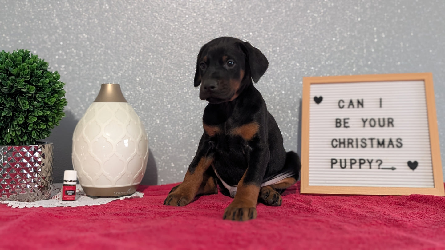 DOBERMAN PINSCHER (OCT 17) MALES