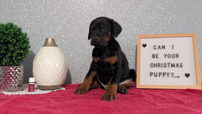 DOBERMAN PINSCHER (OCT 17) MALES