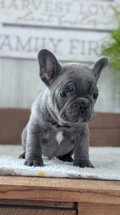 FRENCH BULLDOG (NOV 22) MALES