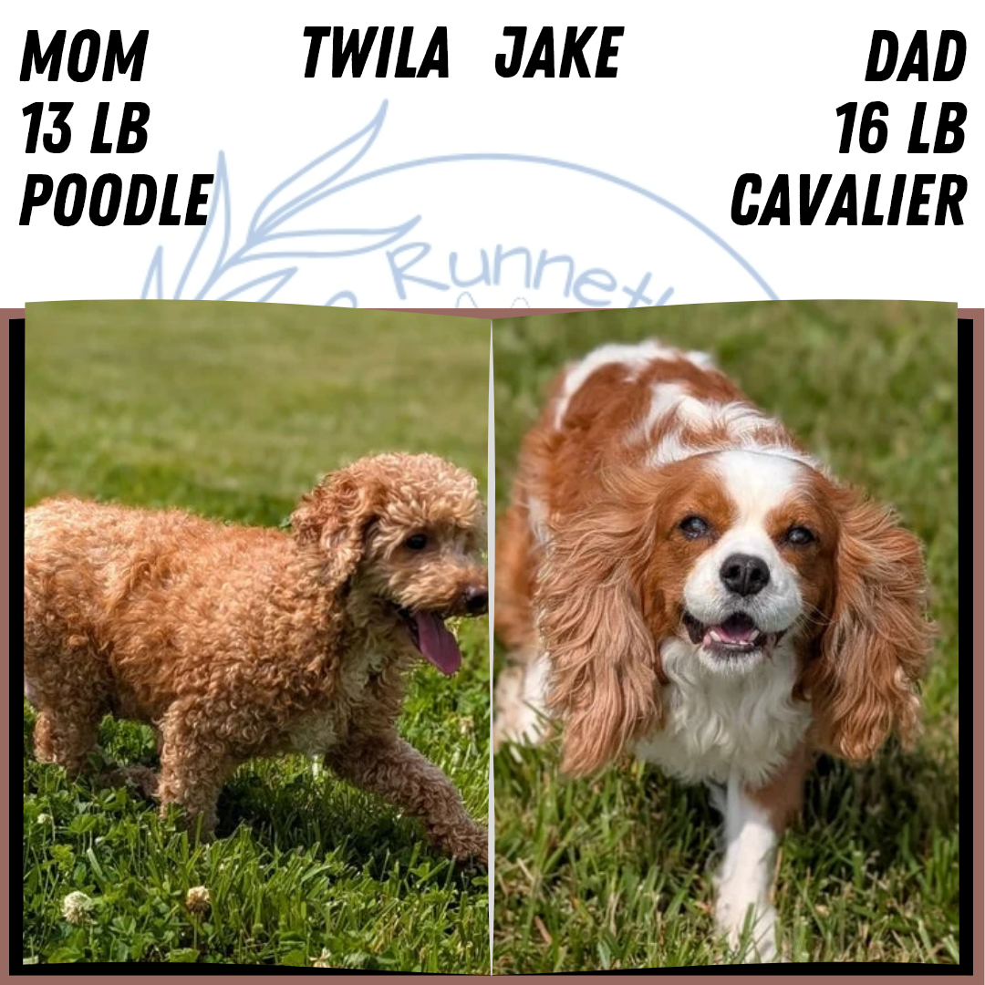 CAVAPOO (MAY 25) FEMALES