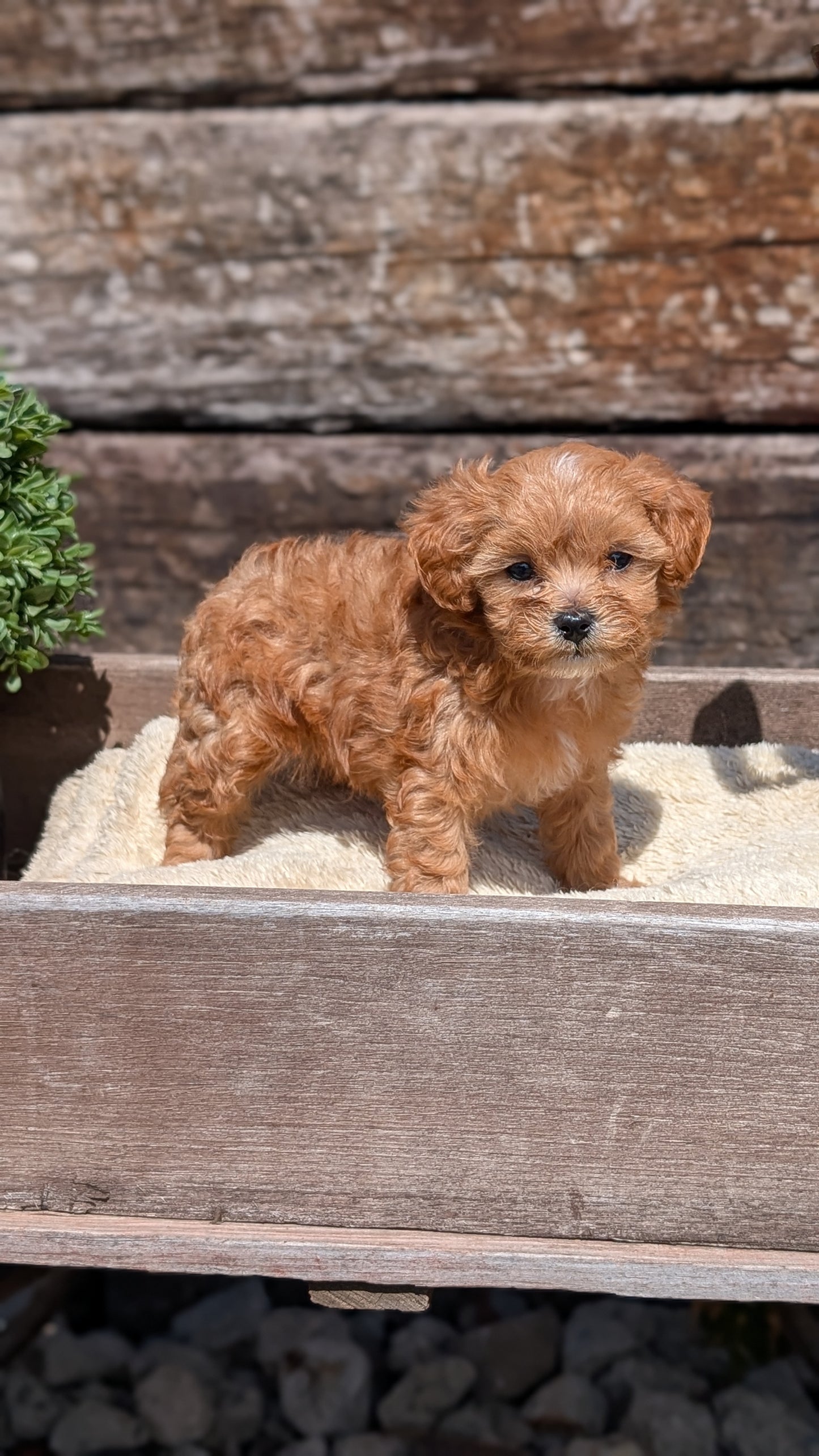 CAVAPOO (MAY 12) MALES