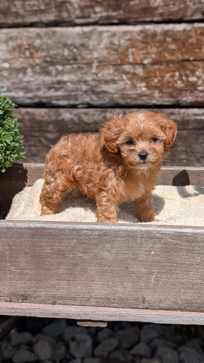 CAVAPOO (MAY 12) MALES