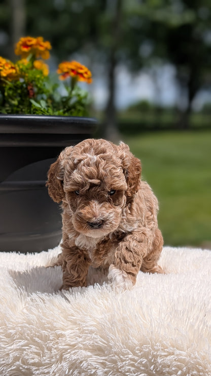 MINI POODLE (MAY 12) FEMALES