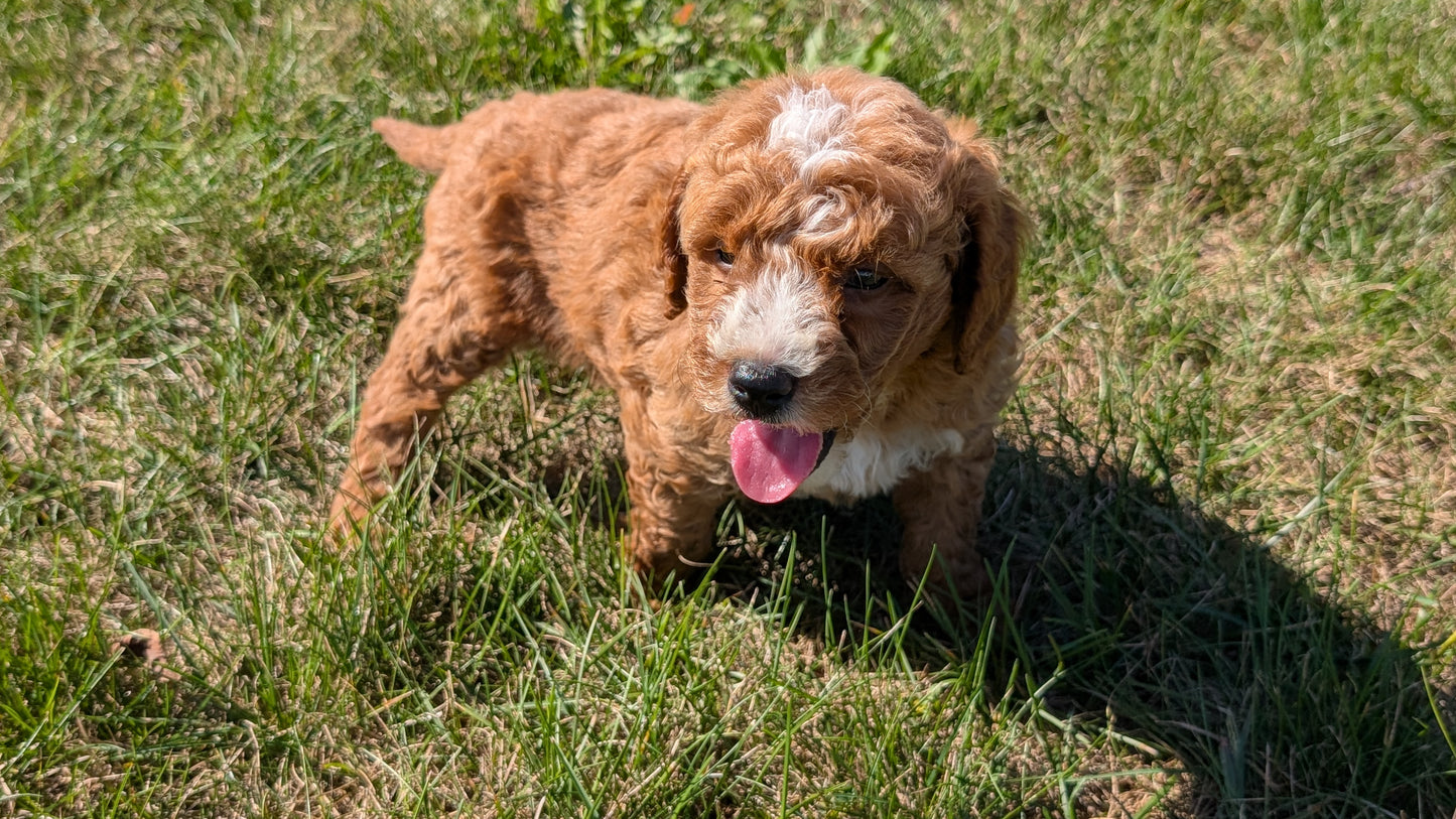 MINI GOLDENDOODLE (08/15) MALE