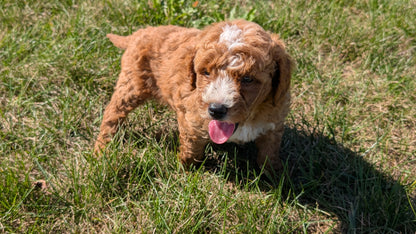 MINI GOLDENDOODLE (08/15) MALE