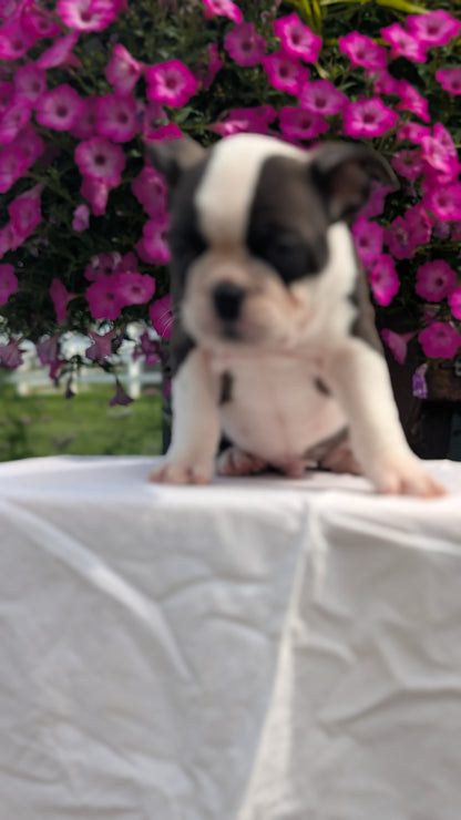 FRENCHTON (06/25) MALE