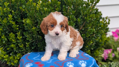 CAVAPOO (MAY 25) FEMALES
