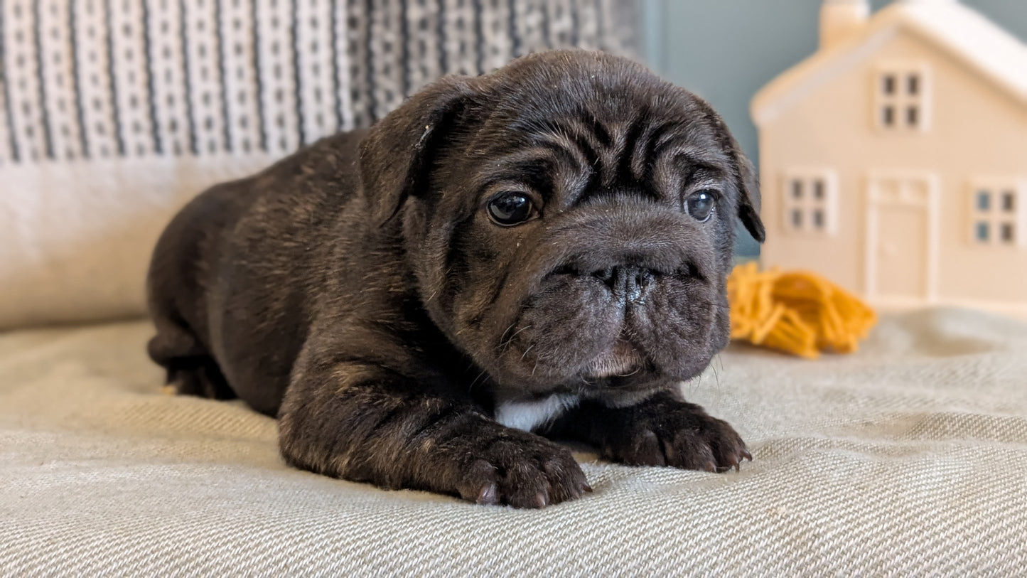 FRENCH BULLDOG (JAN 09) FEMALES