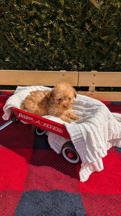 TOY POODLE (01/23) MALE