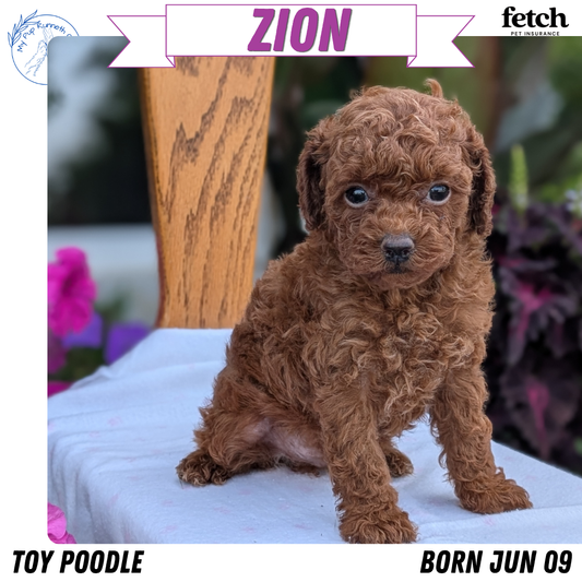 TOY POODLE (JUN 09) MALE