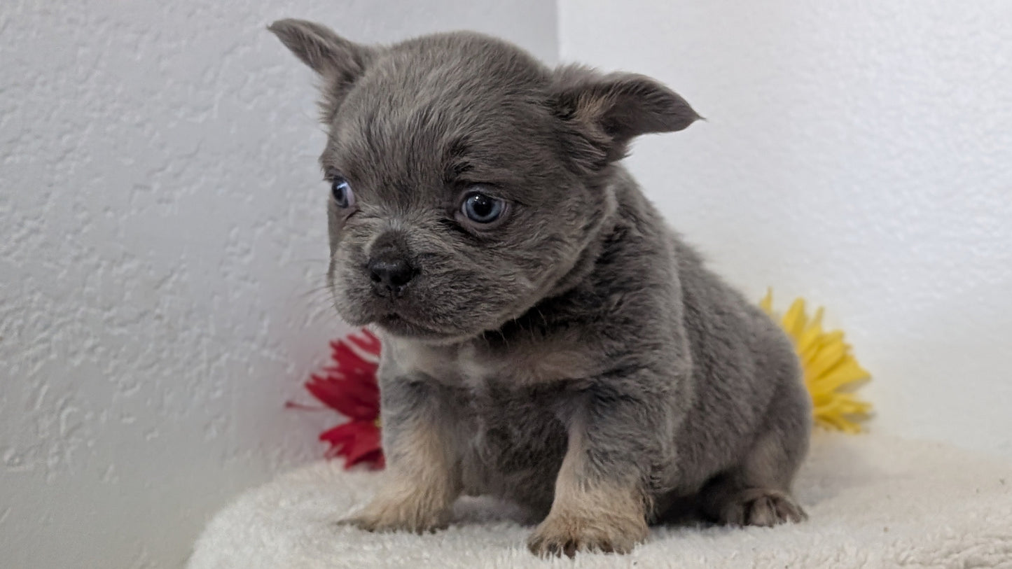 FRENCH BULLDOG (FEB 21) MALES
