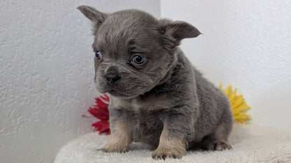 FRENCH BULLDOG (FEB 21) MALES