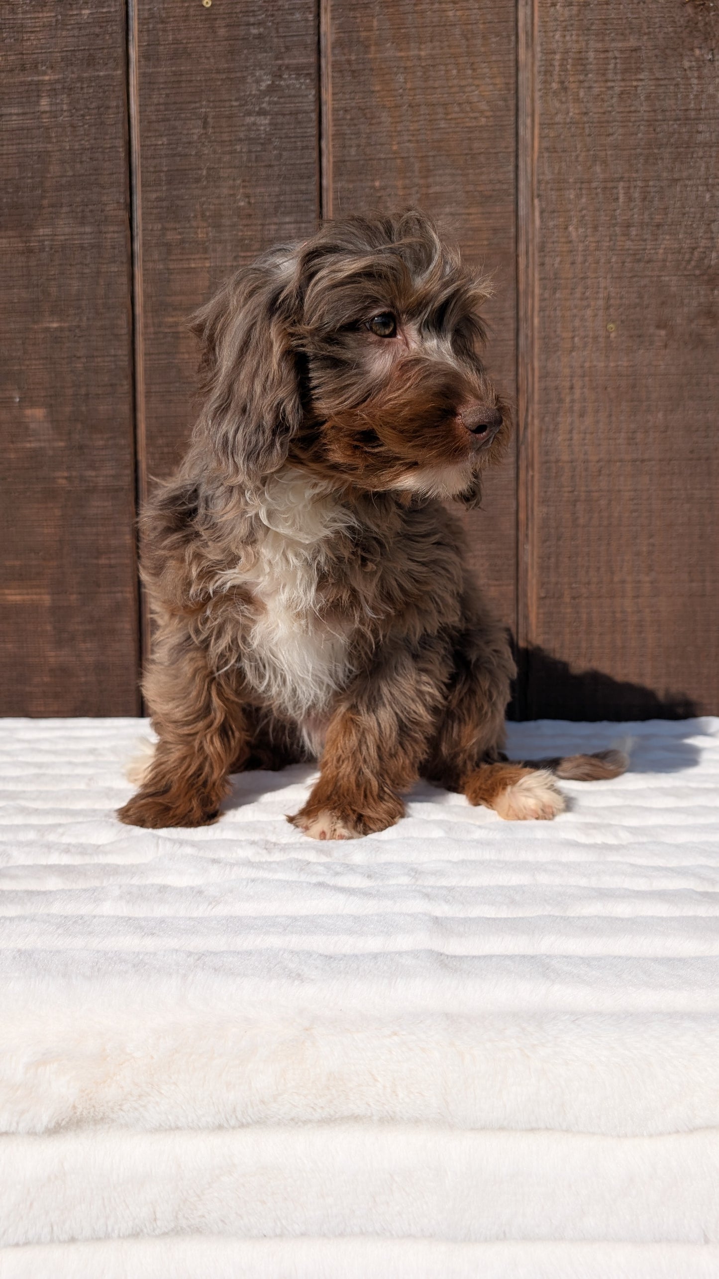 MINI BERNEDOODLE (07/25) FEMALE