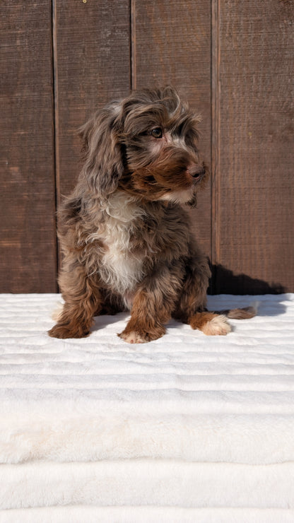 MINI BERNEDOODLE (07/25) FEMALE