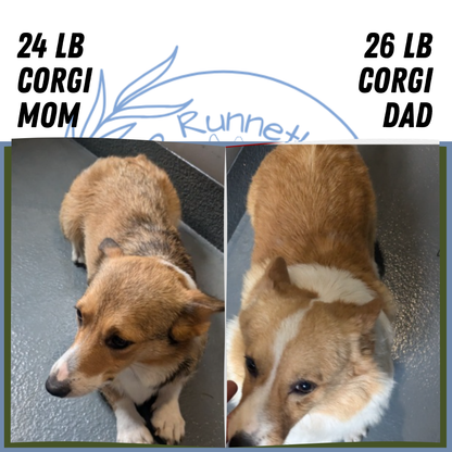 CORGI (07/10) FEMALE