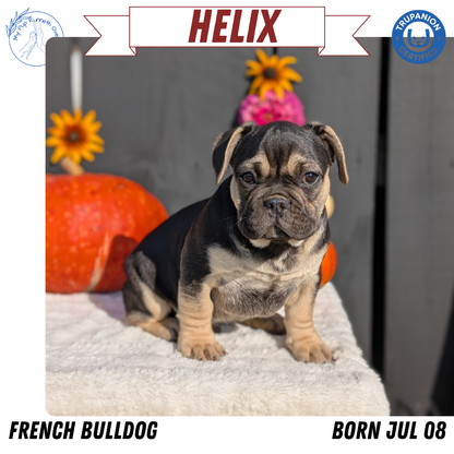 FRENCH BULLDOG (07/08) MALE