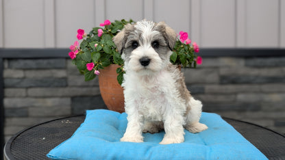 MINI SCHNAUZER (07/10) MALE