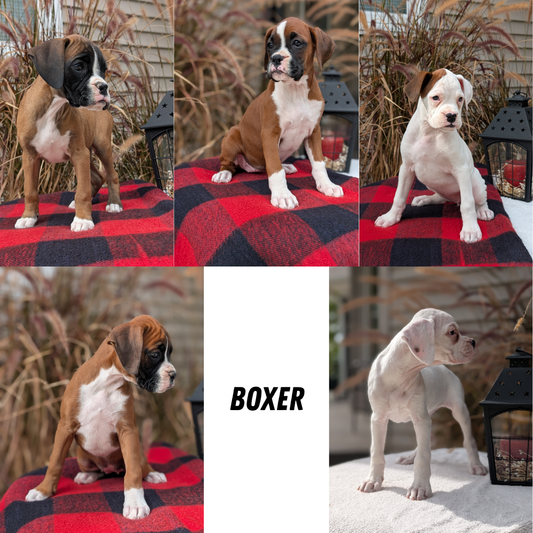 BOXER (08/20) FEMALE