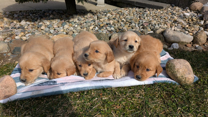 GOLDEN RETRIEVER (02/01) MALE