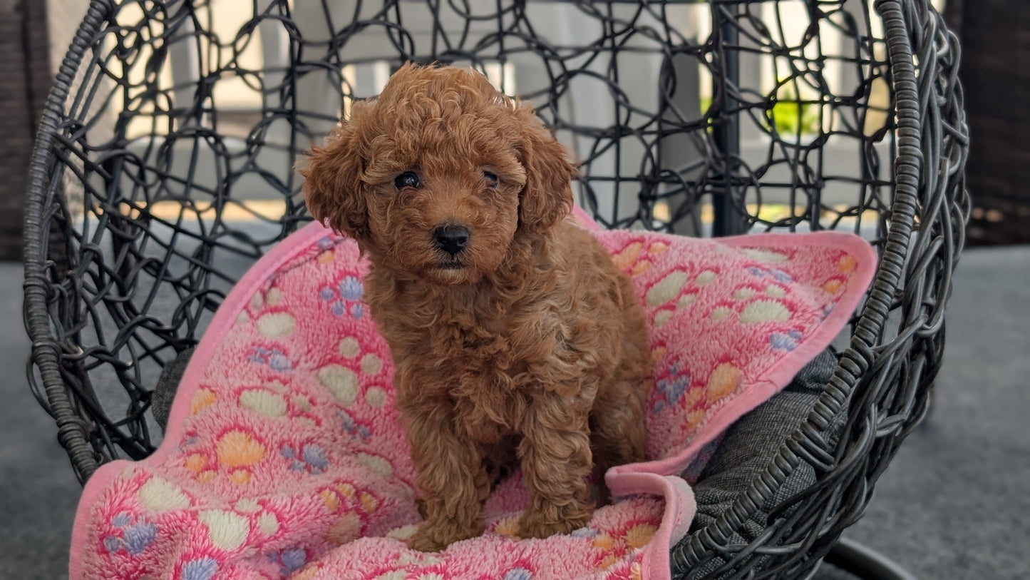 TOY POODLE (JUN 22) FEMALES
