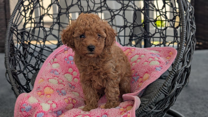 TOY POODLE (JUN 22) FEMALES
