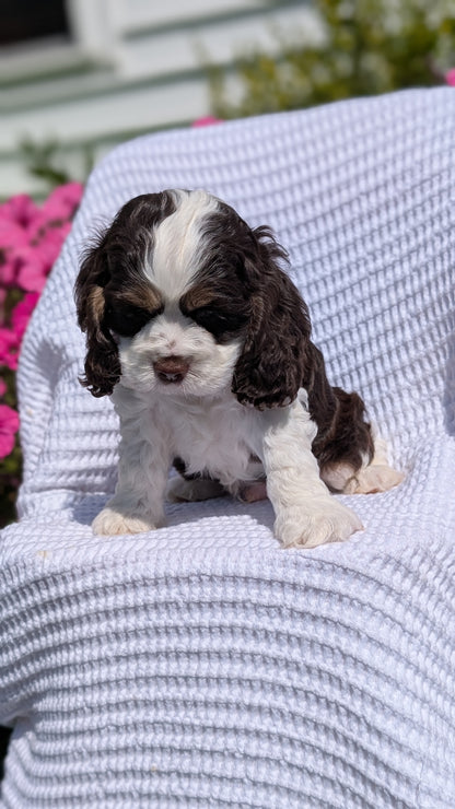 COCKER SPANIEL (07/17) MALE
