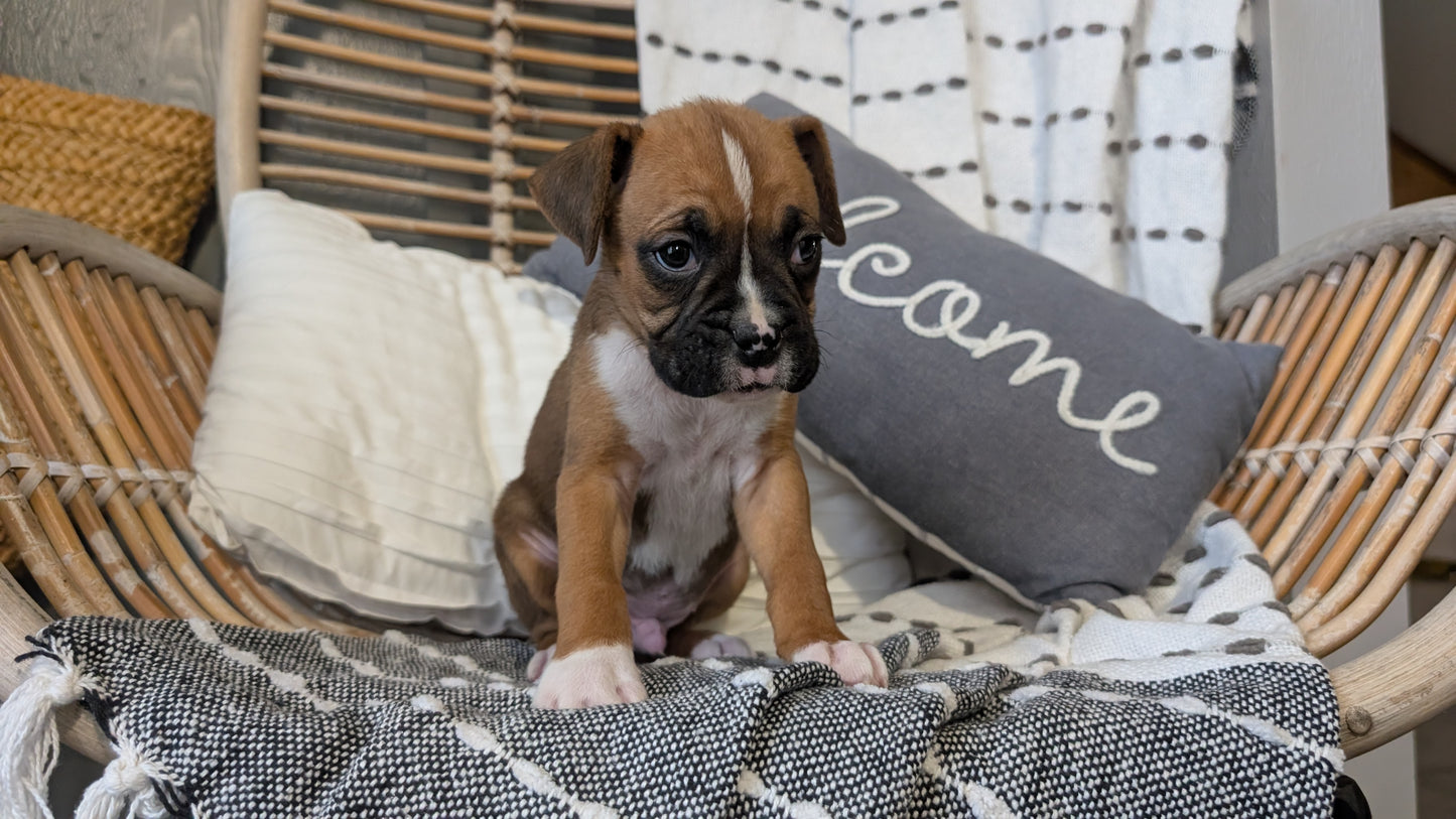 BOXER (OCT 12) MALES