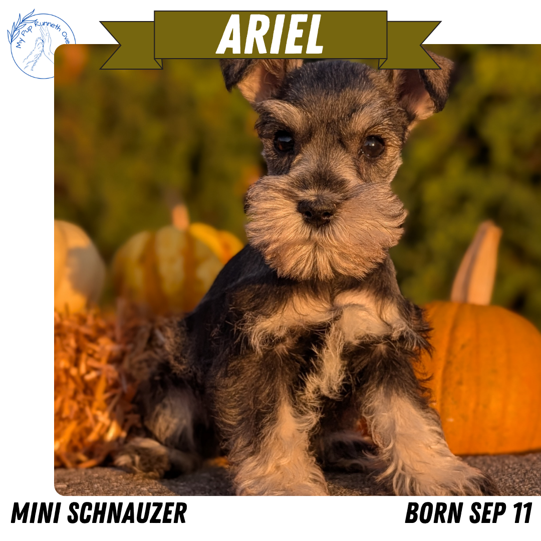 MINI SCHNAUZER (09/11) FEMALE