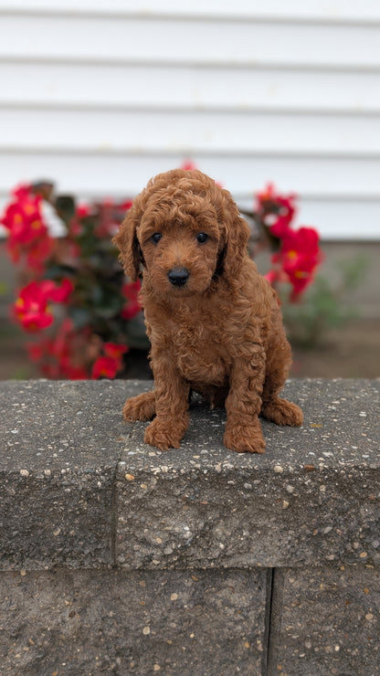 TOY POODLE (07/04) MALE